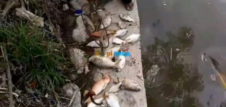 Ribuan Ikan Mati, Ketum Amphibi Minta Dinas LH Provinsi Sumut Dan Kota Medan Turun Cek IPAL Industri Di Sungai Deli