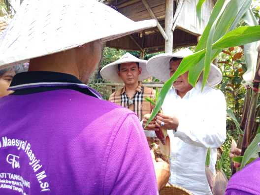 Maesyal Rasyid Bersama Achmad Baiquni Panen Jagung Ungu di Desa Sukamulya