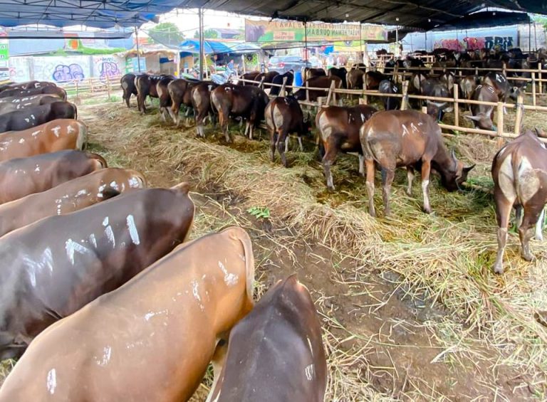 Jelang Idul Adha, DKPPP Kota Bekasi Pastikan 24.734 Hewan Kurban Sehat
