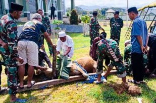 Peringati Iduladha Kodim 1513/SBB Sembelih 2 Ekor Sapi Kurban untuk Warga Kurang Mampu
