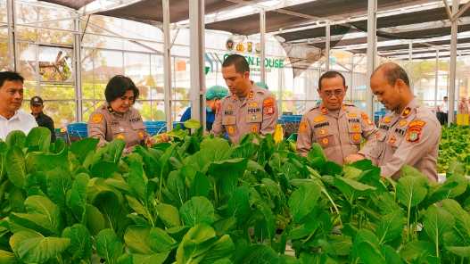 Polda Metro Jaya Panen 82 Kilogram Pakcoy untuk Dukung Program Makan Bergizi Gratis